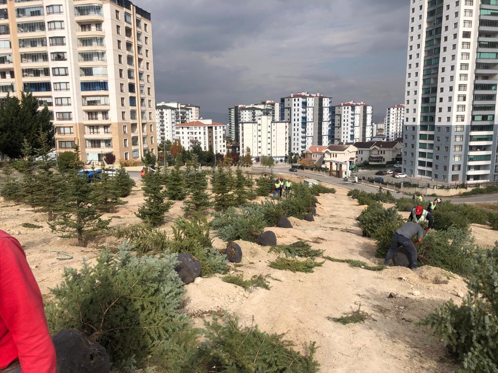 Ağaçlandırma Projelerimiz